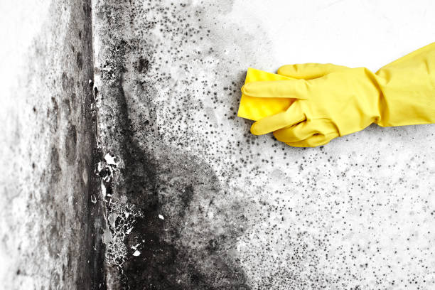 Best Certified Mold Removal  in Oglala, SD