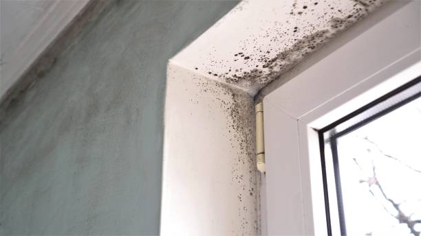 Best Mold Damage Repair  in Oglala, SD