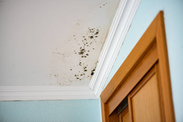 Best Office Mold Removal Services  in Oglala, SD