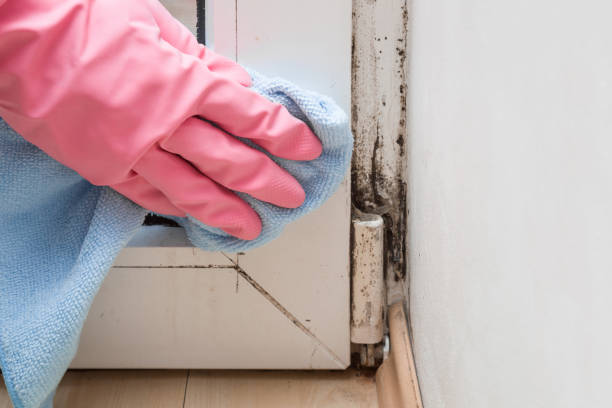 Best Toxic Mold Removal  in Oglala, SD